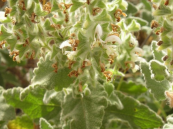  צילום: זרעים מציון