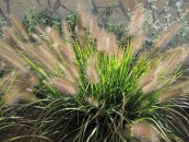  צילום: יאיר פקר, יאיר הגנן