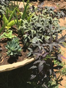 לפופית הבטטה ׳בלקי׳