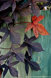  צילום: רועי קן-תור