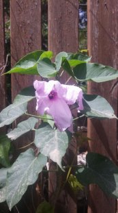  צילום: אבי אלימלך