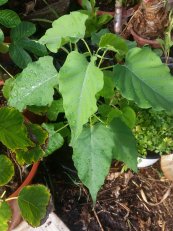  צילום: איריס מרקס