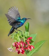  צילום: רפי רז