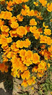  צילום: יפה לוי