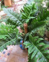  צילום: יעל פריד