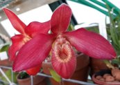 Phragmipediums Andean ֿFire Orchid סירטון