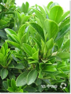 פלכון יפני 'קטן עלים'