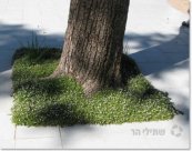  צילום: שתילי הר