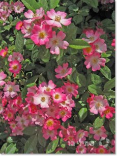 ורד רב פרחים ננה 'שיר'