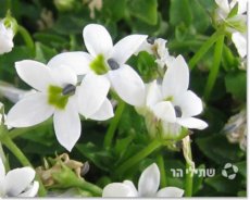 לאורנטיית הנחלים