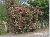  צילום: שתילי הר