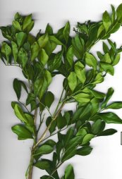  צילום: Forest & Kim Starr [CC-BY-3.0 (http://creativecommons.org/licenses/by/3.0)], via Wikimedia Commons