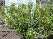  צילום: Forest & Kim Starr [CC-BY-3.0 (http://creativecommons.org/licenses/by/3.0)], via Wikimedia Commons