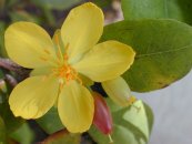  צילום: Forest & Kim Starr [CC-BY-3.0 (http://creativecommons.org/licenses/by/3.0)], via Wikimedia Commons