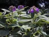  צילום: Forest & Kim Starr [CC-BY-3.0 (http://creativecommons.org/licenses/by/3.0)], via Wikimedia Commons