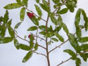  צילום: Forest & Kim Starr [CC-BY-3.0 (http://creativecommons.org/licenses/by/3.0)], via Wikimedia Commons