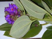  צילום: Forest & Kim Starr [CC-BY-3.0 (http://creativecommons.org/licenses/by/3.0)], via Wikimedia Commons