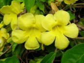  צילום: Dolichandra unguis-cati, Images from Forest & Kim Starr