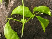  צילום: Dolichandra unguis-cati, Images from Forest & Kim Starr