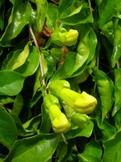  צילום: Dolichandra unguis-cati, Images from Forest & Kim Starr