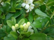  צילום: Forest & Kim Starr [CC-BY-3.0 (http://creativecommons.org/licenses/by/3.0)], via Wikimedia Commons