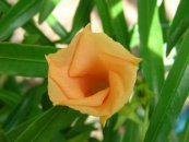  צילום: Forest & Kim Starr [CC-BY-3.0 (http://creativecommons.org/licenses/by/3.0)], via Wikimedia Commons