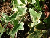  צילום: Forest & Kim Starr [CC-BY-3.0 (http://creativecommons.org/licenses/by/3.0)], via Wikimedia Commons