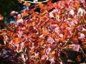  צילום: Euphorbia cotinifolia, Images from Forest & Kim Starr