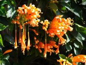  צילום: Forest & Kim Starr [CC-BY-3.0 (http://creativecommons.org/licenses/by/3.0)], via Wikimedia Commons