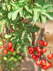  צילום: Forest & Kim Starr [CC-BY-3.0 (http://creativecommons.org/licenses/by/3.0)], via Wikimedia Commons