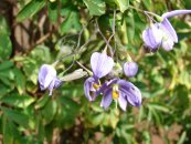  צילום: Forest & Kim Starr [CC-BY-3.0 (http://creativecommons.org/licenses/by/3.0)], via Wikimedia Commons