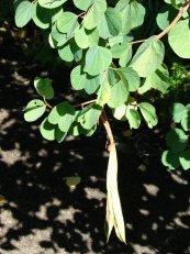  צילום: Forest & Kim Starr [CC-BY-3.0 (http://creativecommons.org/licenses/by/3.0)], via Wikimedia Commons