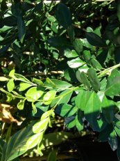  צילום: Forest & Kim Starr [CC-BY-3.0 (http://creativecommons.org/licenses/by/3.0)], via Wikimedia Commons