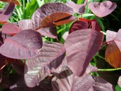  צילום: Euphorbia cotinifolia, Images from Forest & Kim Starr