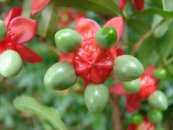  צילום: Forest & Kim Starr [CC-BY-3.0 (http://creativecommons.org/licenses/by/3.0)], via Wikimedia Commons