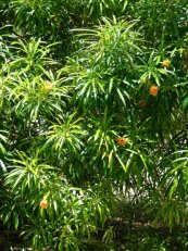  צילום: Forest & Kim Starr [CC-BY-3.0 (http://creativecommons.org/licenses/by/3.0)], via Wikimedia Commons