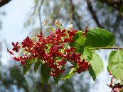  צילום: Forest & Kim Starr [CC-BY-3.0 (http://creativecommons.org/licenses/by/3.0)], via Wikimedia Commons