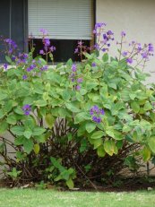  צילום: Forest & Kim Starr [CC-BY-3.0 (http://creativecommons.org/licenses/by/3.0)], via Wikimedia Commons