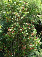  צילום: Forest & Kim Starr [CC-BY-3.0 (http://creativecommons.org/licenses/by/3.0)], via Wikimedia Commons