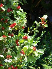  צילום: Forest & Kim Starr [CC-BY-3.0 (http://creativecommons.org/licenses/by/3.0)], via Wikimedia Commons