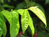  צילום: Forest & Kim Starr [CC-BY-3.0 (http://creativecommons.org/licenses/by/3.0)], via Wikimedia Commons