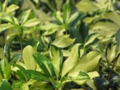  צילום: Forest & Kim Starr [CC-BY-3.0 (http://creativecommons.org/licenses/by/3.0)], via Wikimedia Commons