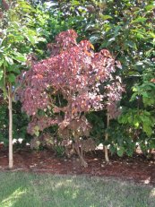  צילום: Euphorbia cotinifolia, Images from Forest & Kim Starr