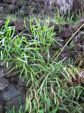  צילום: Forest & Kim Starr [CC-BY-3.0 (http://creativecommons.org/licenses/by/3.0)], via Wikimedia Commons