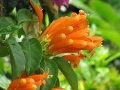  צילום: Forest & Kim Starr [CC-BY-3.0 (http://creativecommons.org/licenses/by/3.0)], via Wikimedia Commons