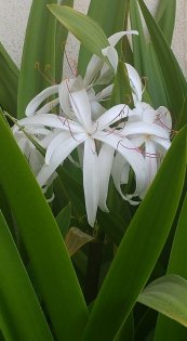  צילום: קיקה צוקרמן