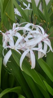  צילום: קיקה צוקרמן