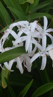  צילום: קיקה צוקרמן