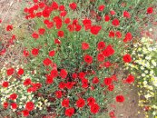  צילום: זרעים מציון