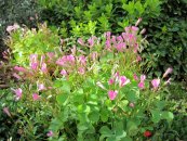  צילום: יאיר פקר, יאיר הגנן